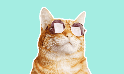 Certificate in Cat Care