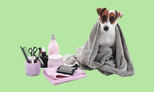 Diploma in Dog care, Nutrition and Grooming